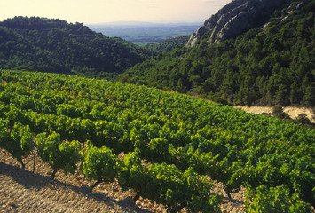 Fototapeta na wymiar vineyards provence france