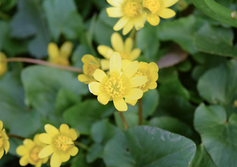 Lesser celandine flowers on the ground
