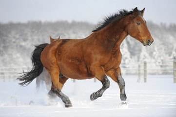 Fototapeta na wymiar Pferd galoppiert im Schnee