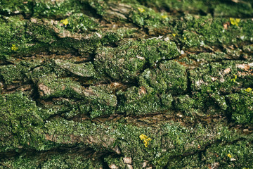 A natural texture. The bark wood with green moss are used as natural background