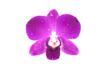purple orchid isolated on white background