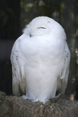 Snowy owl