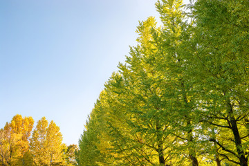 Fototapeta premium 秋のイチョウ