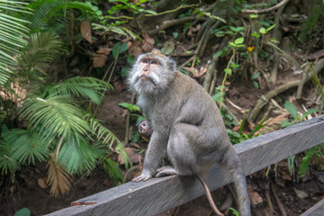 Monkey with baby