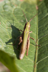 Grasshopper on leaf close up.