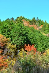 Fototapeta premium 紅葉