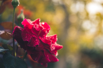 Red rose after the rain.