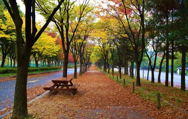 가을 공원의 길/road in  autumn park