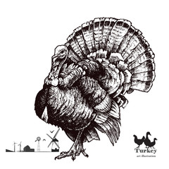 Vector illustration set .Turkey and poultry