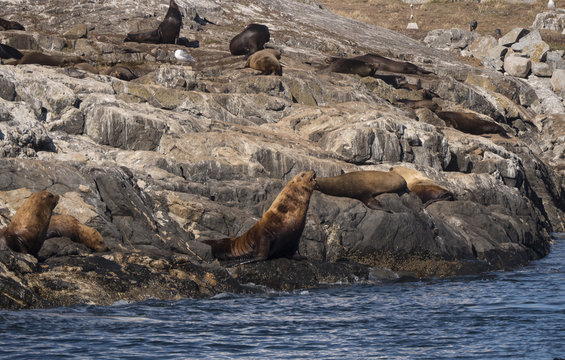 Sea Lions On The Rocks-Victoria Canada