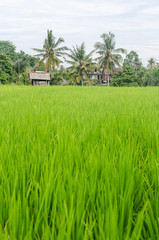 Rice and palm trees