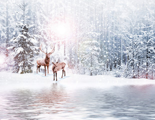 forest in the frost. Winter landscape. Snow covered trees. deer