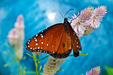 Butterfly And Blossoms