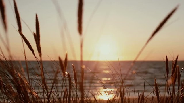 A view of a gorgeous pink sunset at sea with dry grass stems swaying in the wind in the front view