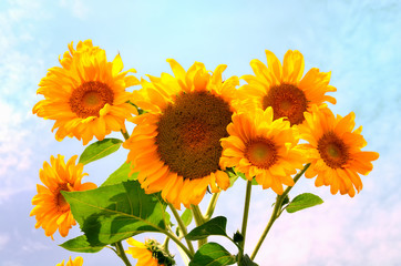 Obraz premium Sunflower