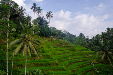 The beauty of rice fields