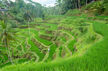 The Rice fields in Bali