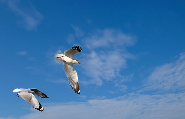 Seagull flying on blue sky of the coast at Bangpoo, Thailand.