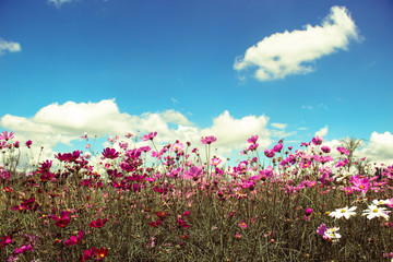 Obraz na płótnie Canvas Field of colorful cosmos flowers with blue sky