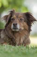 portrait of a brown dog
