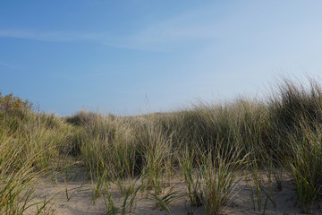 Beach grass with blue sky