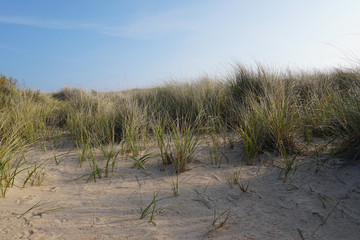 Beach grass with blue sky