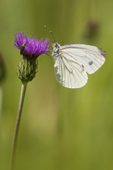 white butterfly feeding in a pink flower