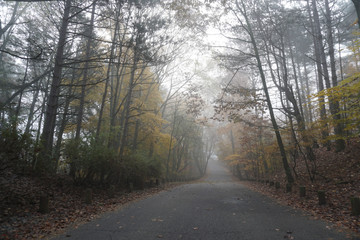 Obraz premium Foggy forest