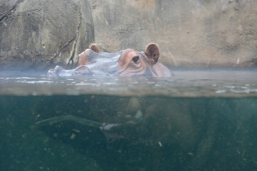 hippopotamus
