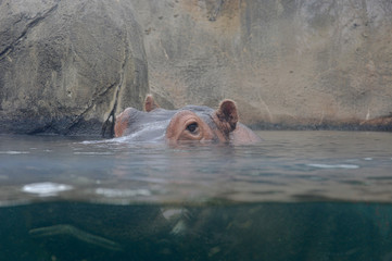 Hippopotamus