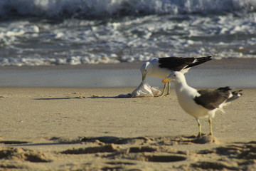 gull sea trash beach bird
