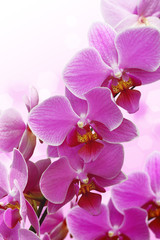 blossoming orchid flower with graphic in background.