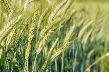 Closeup green wheat growing in a wheat field