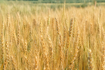 Ripe wheat growing in a wheat field