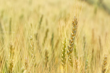 Closeup ripe wheat growing in a wheat field