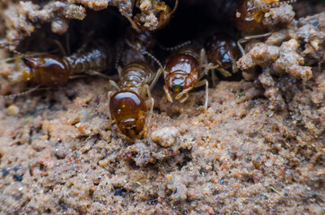 termite