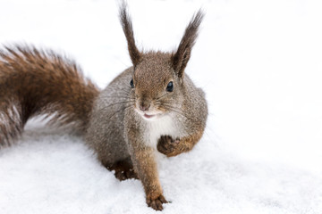 young little squirrel sitting on white snow in winter forest 