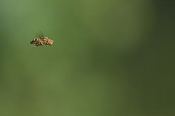 bee flying fast