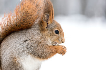 red fluffy squirrel sitting on winter park background, closeup view