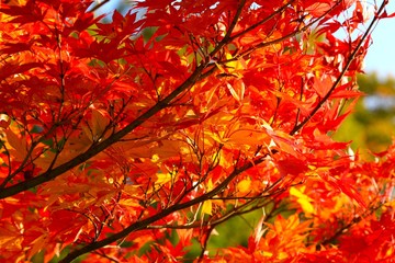 紅葉(山形県山形市)