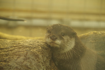 カワウソ