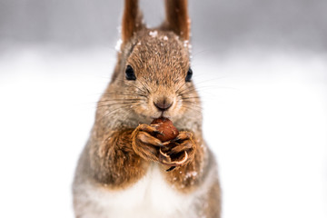 red squirrel eating nut on blurred winter forest background, closeup view