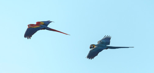 parrot flaying, in pair - 127021740