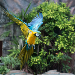 Parrot, landing, side view - 127021747