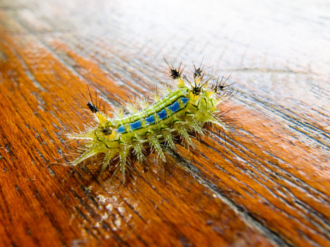 caterpillar worm on wood