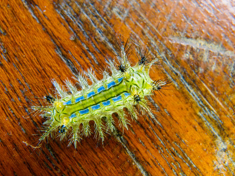 caterpillar worm on wood