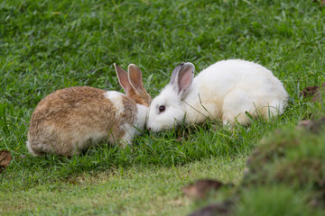 Rabbit in the park