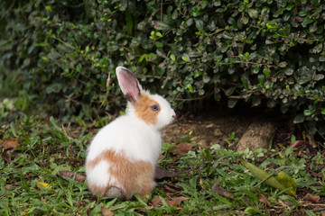 rabbit on field