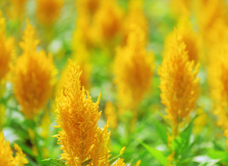 Amazing yellow flowers and green grass in spring and summer