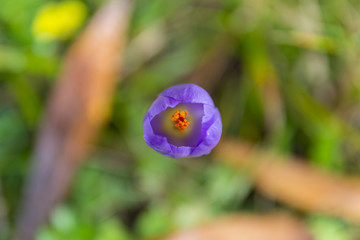 purple crocus flower view from the top